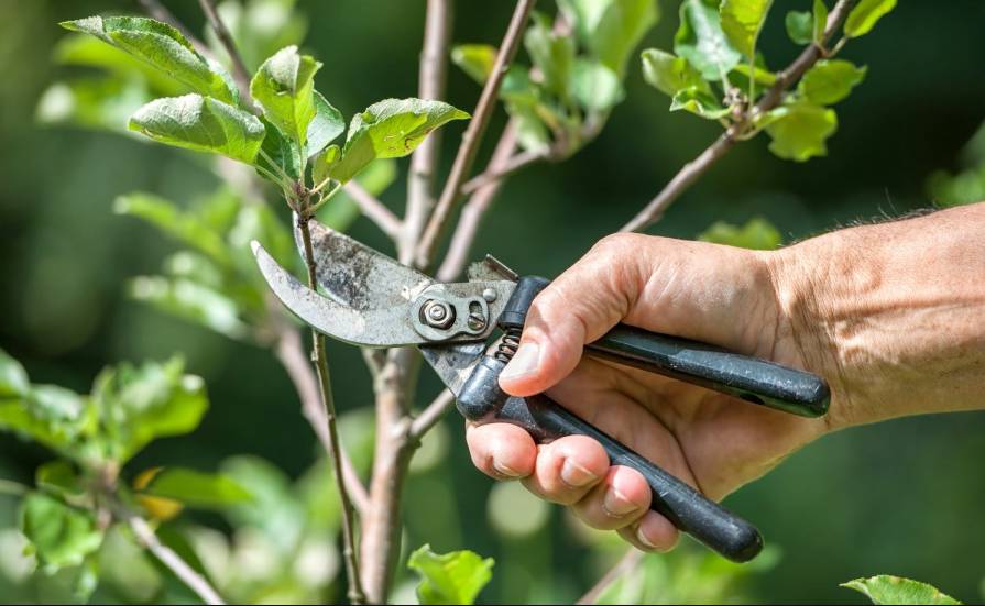 Hızlı büyümesi ve güzel çiçek açması için ağustos ayında budanması gereken 3 ağaç 3